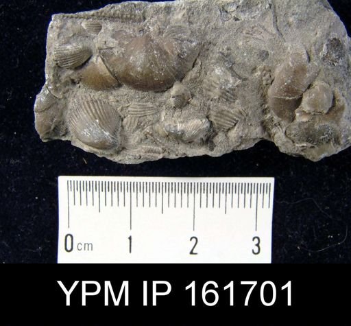 Plectambonites glabra