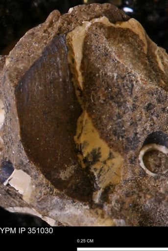 undet. Bivalvia