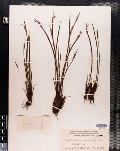 Sisyrinchium angustifolium