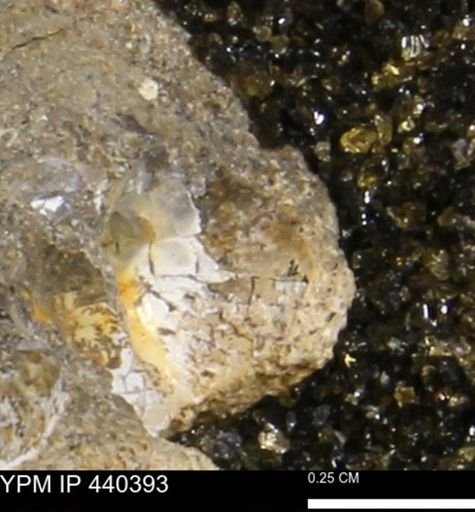 Protocardia subquadrata