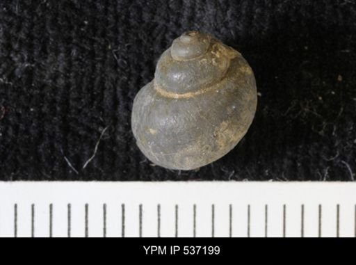 Viviparus montanaensis