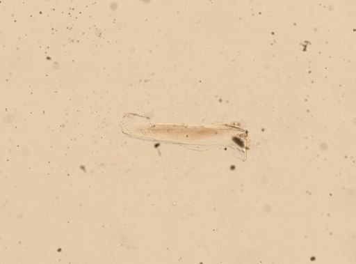 Leodice antennata