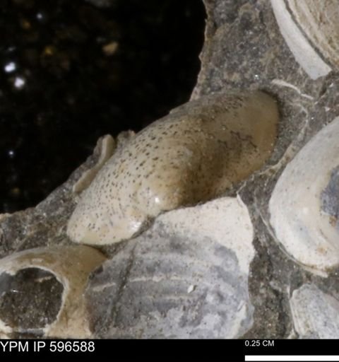 Limopsis striatopunctatus