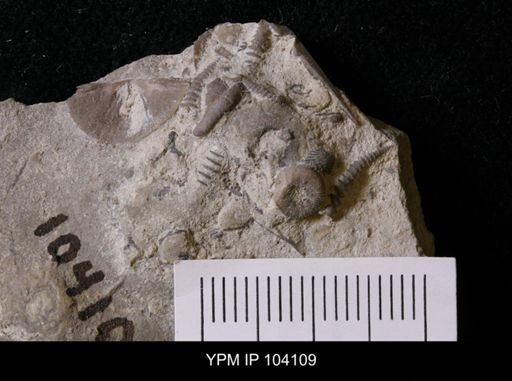 Cornulites richmondensis