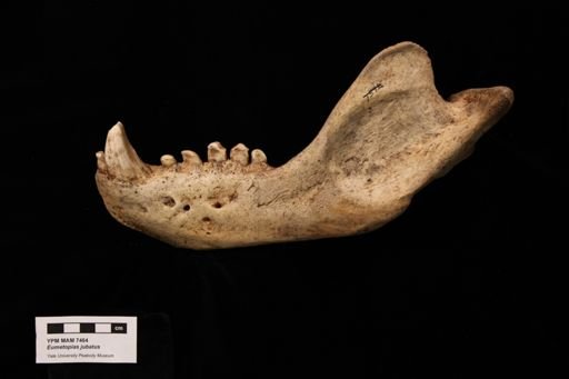 Eumetopias jubatus