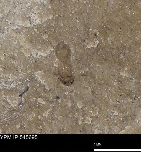 undet. Insecta