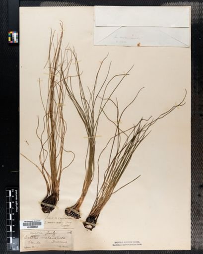 Isoetes melanopoda