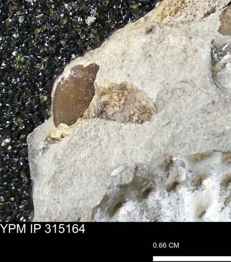 undet. Mollusca
