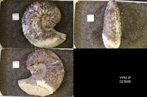 Jeletzkytes nebrascensis
