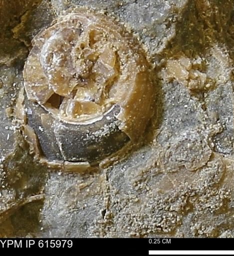 Drepanochilus sp.