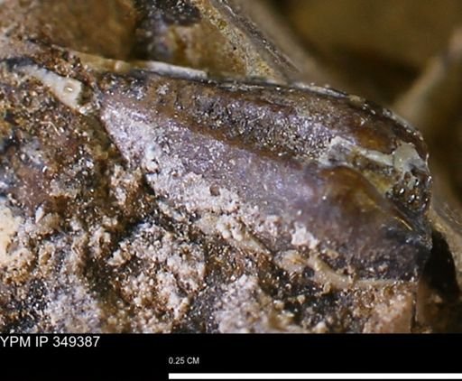 undet. Bivalvia