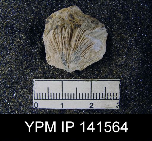 Streptorhynchus (Kiangsiella) pectiniformis