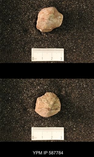 undet. Brachiopoda