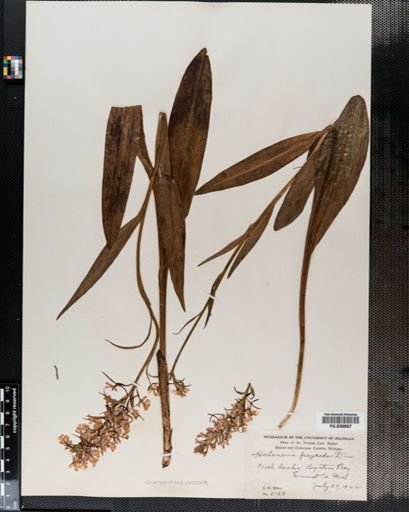 Habenaria