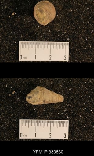 Meekospira peracuta choctawensis