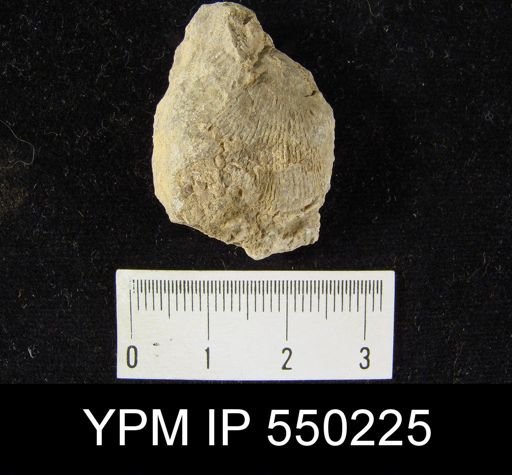 undet. Davidsonioidea