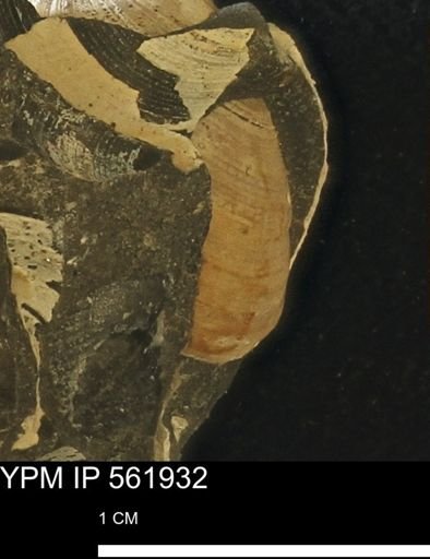 Limopsis sp.