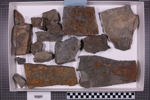 mixed taxa, stratigraphic collection