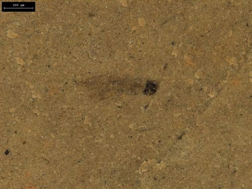 taxon undetermined