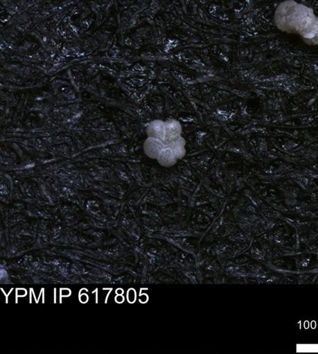 undet. Rugoglobigerinidae