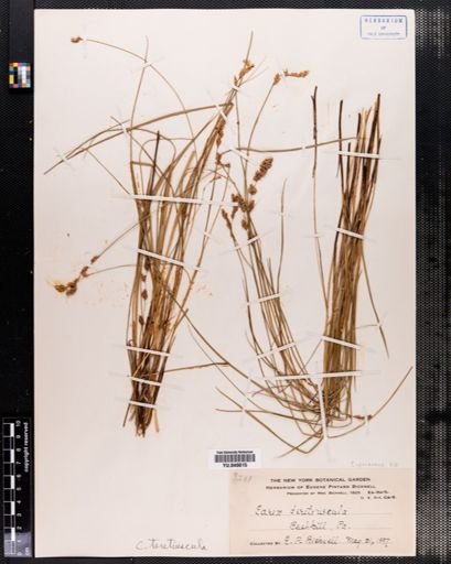 Carex