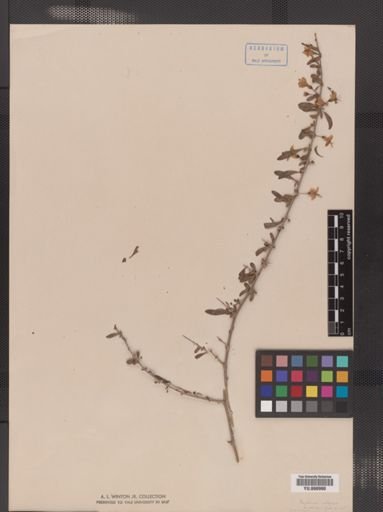 Lycium halimifolium