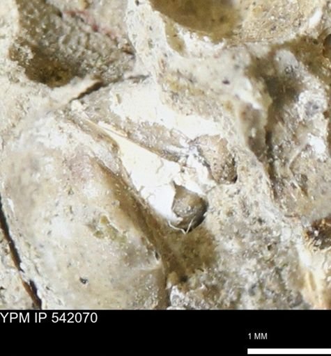 Corbulamella gregaria