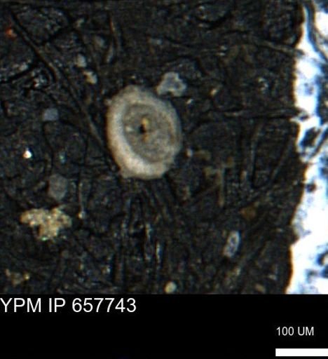 Spirolocammina subcircularis