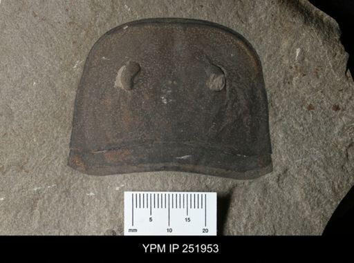 Eurypterus sp.