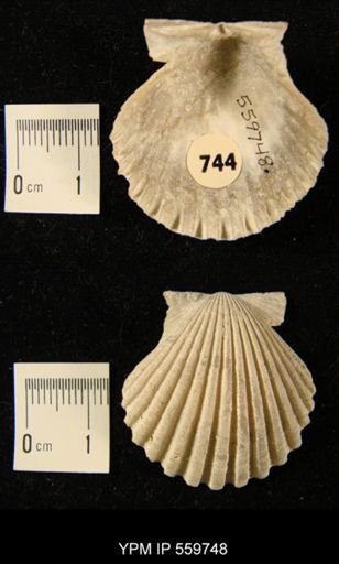 Aequipecten muscosus