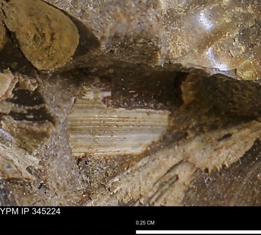 Limopsis striatopunctatus