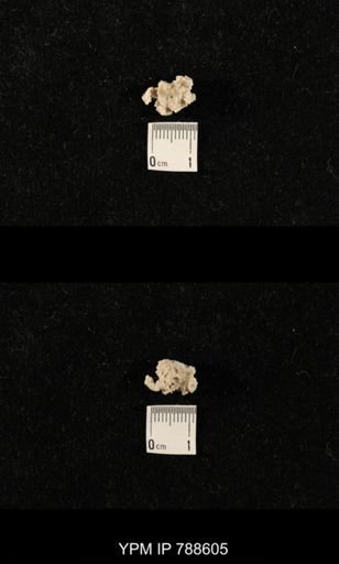 taxon undetermined
