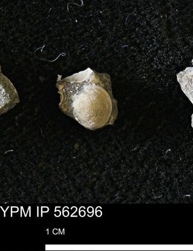 Limopsis striatopunctatus