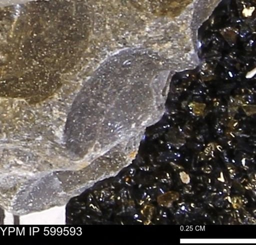 Protocardia subquadrata