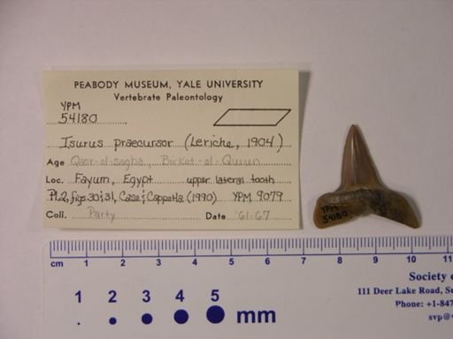 Isurus praecursor