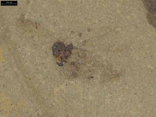 taxon undetermined