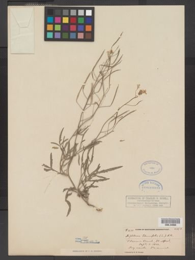 Diplotaxis tenuifolia