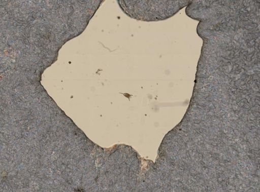 Keratella taurocephala