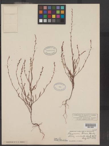 Polygonum tenue