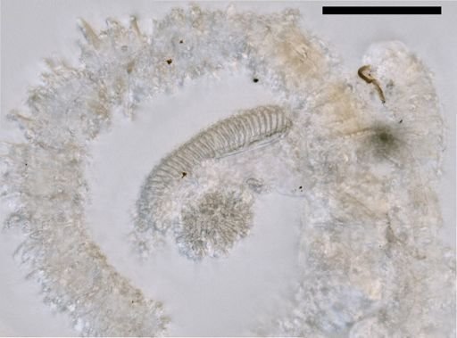 Gymnopraia lapislazula