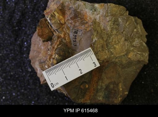 Baculites sp.
