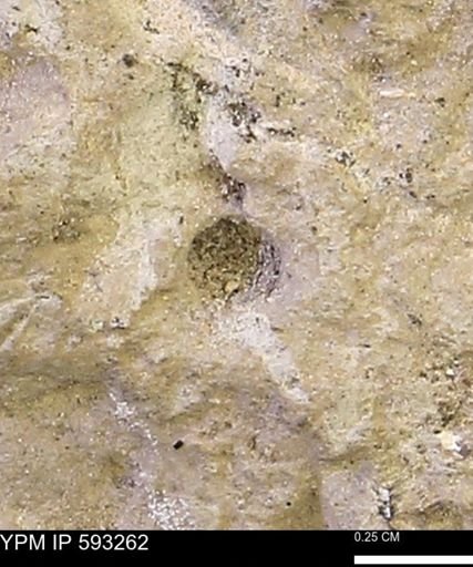 lithic cast