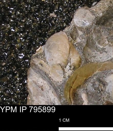 Protocardia?