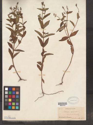 Rhexia virginica