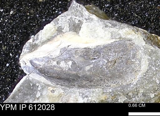 Pseudoptera subtortuosa