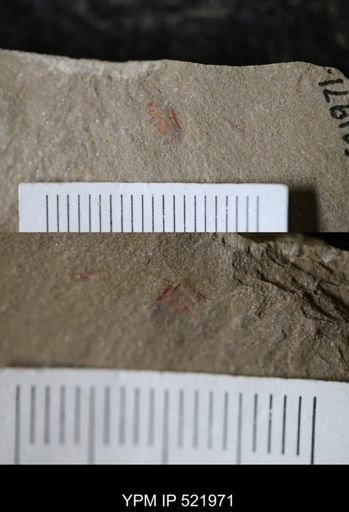 undet. Arthropoda