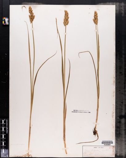 Carex stipata