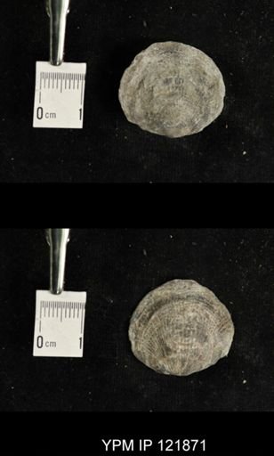 undet. Atrypidae