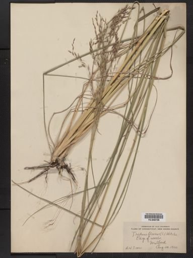 Tridens flavus