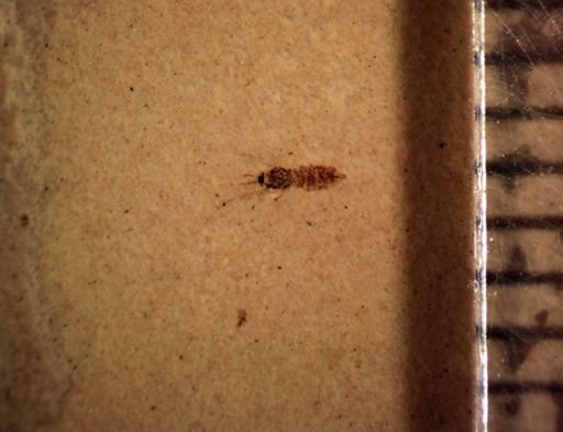 undet. Diptera